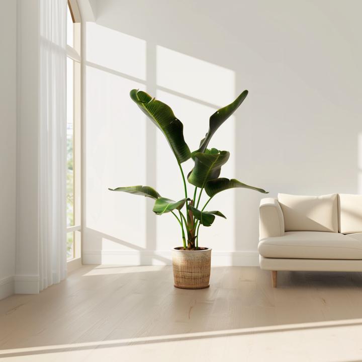 Actual product image Plant in a Box Musa Dwarf Cavendish - (90 cm)