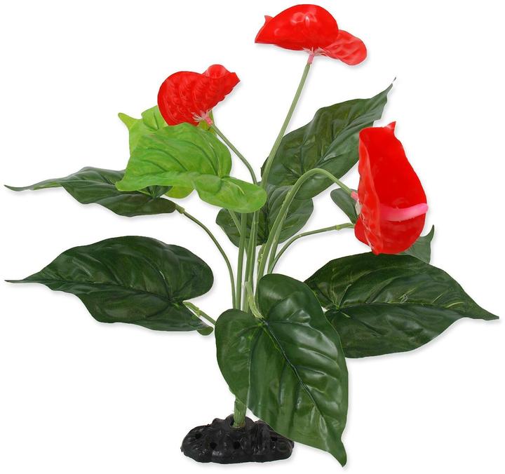 Actual product image Repti Planet Anthurium, 40 cm