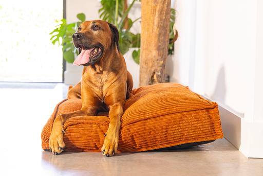 Actual product image Designed by Lotte Ribbed Cushion (Dog)