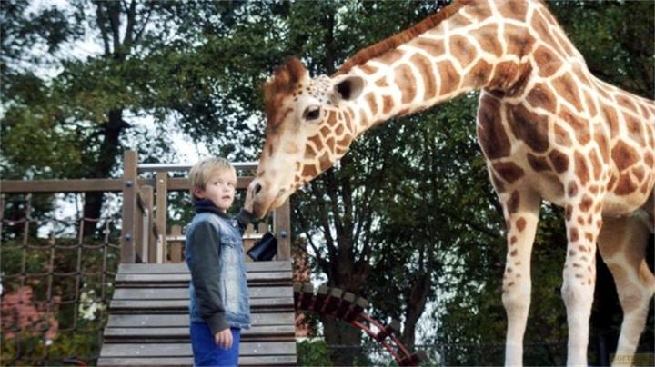 Image du produit Plaion Mon amie la girafe (Blu-ray, 2017, Allemand)