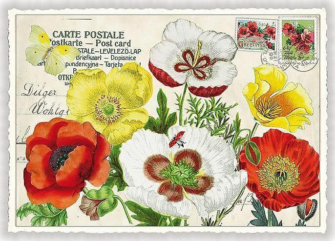 Produktbild Edition Tausendschön Postkarte / Blumen / quer / blanko