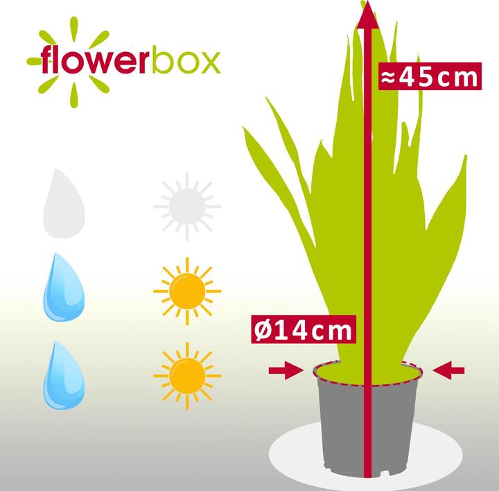 Image du produit Flowerbox Chanvre arctique - Sansevieria trifasciata Laurentii (45 cm)