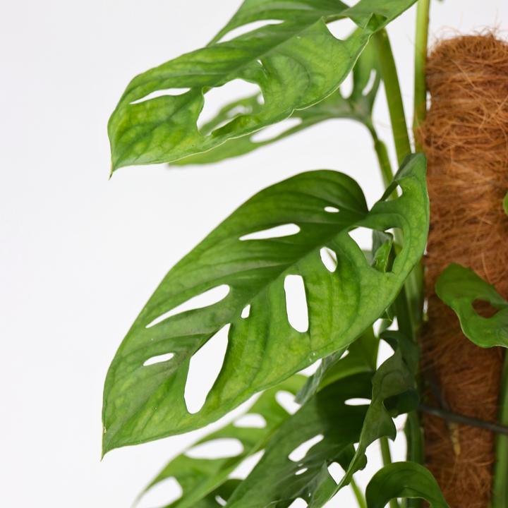 Image du produit Plant in a Box Monstera Monkey Mask - Set de 2 plantes à masque de singe sur un tuteur (60 cm)