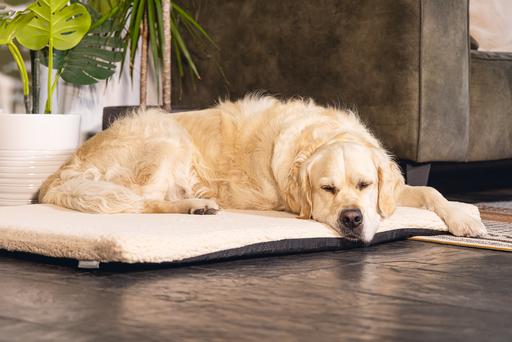 Actual product image Beeztees Ito (Dog)