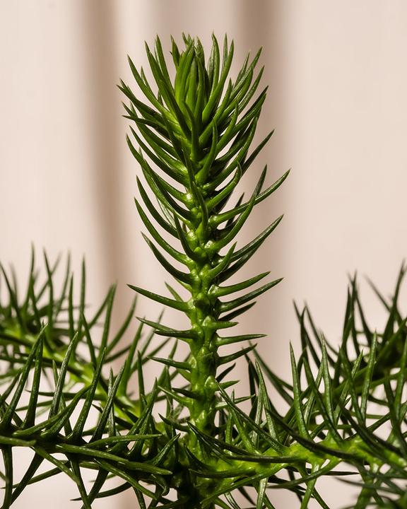 Image du produit feey Zimmertanne (55 cm, Respectueux des animaux, Fraîchement rempotés)