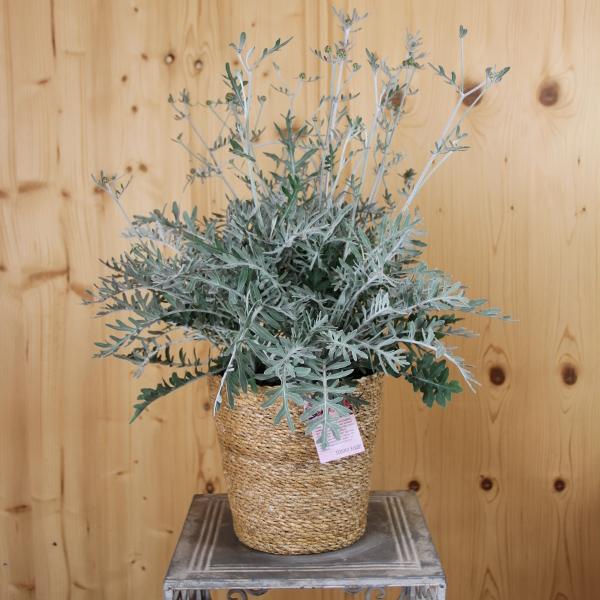 Actual product image Säntispracht The perennial knapweed in a decorative basket - Centaurea Silver Feather (80 cm)
