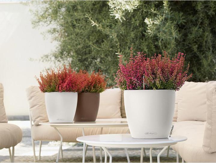 Immagine prodotto Lechuza Colore Classico (21.50 cm)