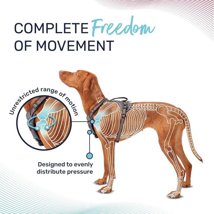 Image du produit Company of Animals Halti Anatomy XL Harnais pour chien (XL, Chien)