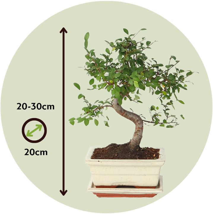 Produktbild Plant in a Box Zelkova serrata - Bonsaibaume (20 cm)