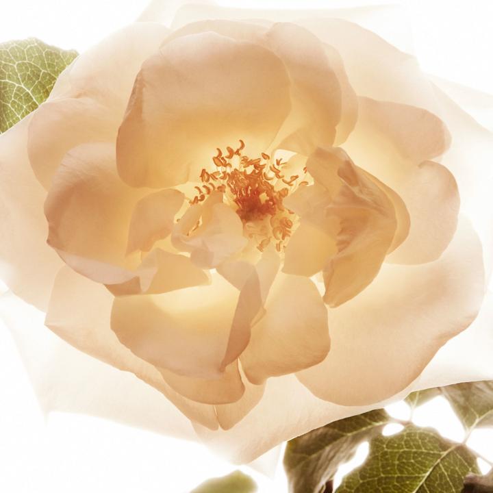 Image du produit Burberry Mon (Eau de parfum, 50 ml)