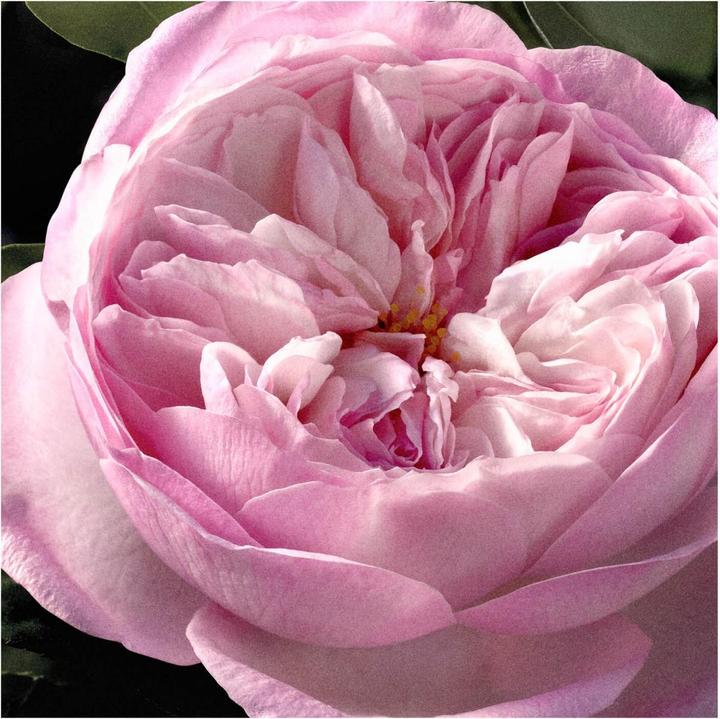 Produktbild Chloé Signature Rose Naturelle Intense refillable (Eau de Parfum, 100 ml)