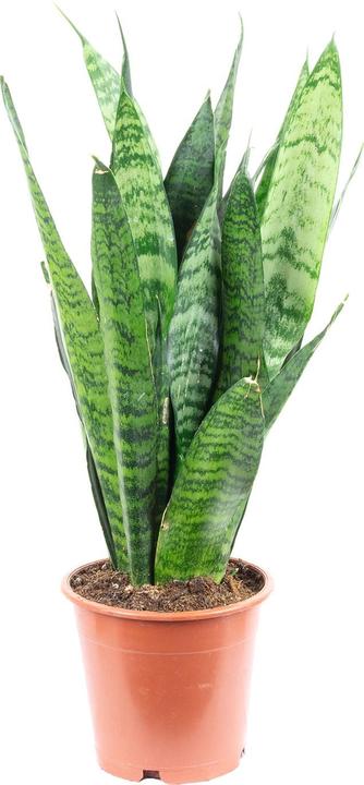 Actual product image Flowerbox Curved hemp - Sansevieria trif. Black Coral