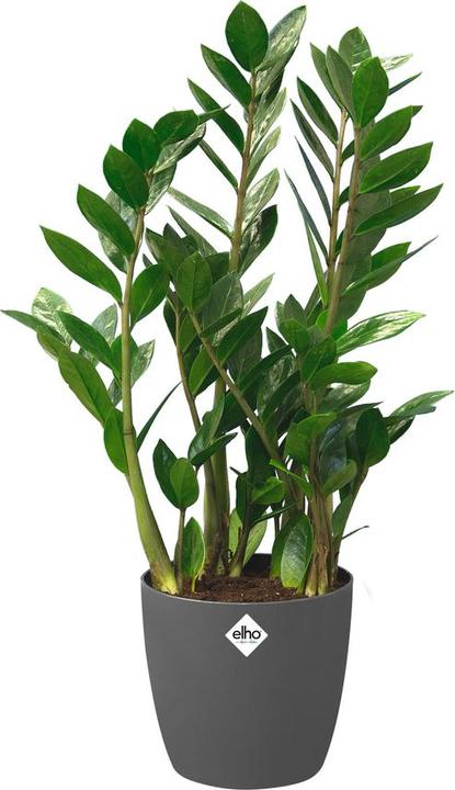 Immagine prodotto Elho Bruxelles (29.50 cm)