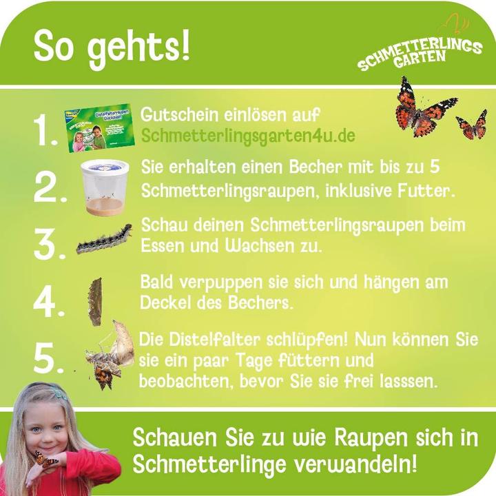 Produktbild HCM Kinzel Schmetterlings-Garten