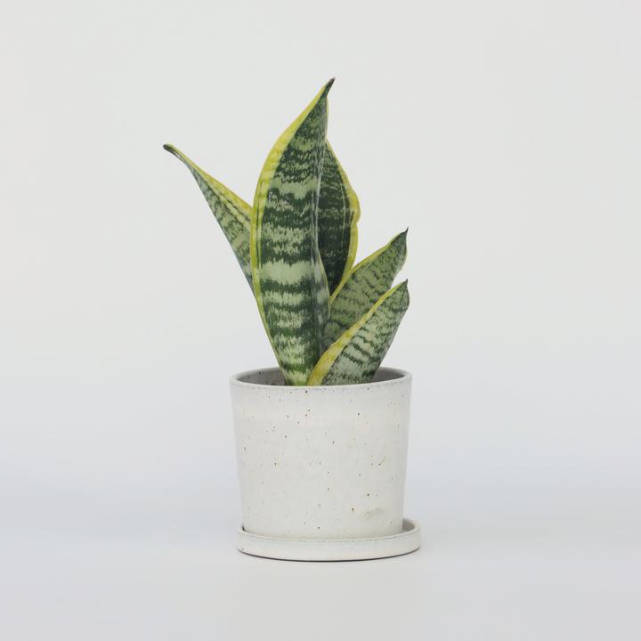 Produktbild Plant in a Box Sansevieria trifasciata 'Futura Superba' - Bogenhanf (35 cm)