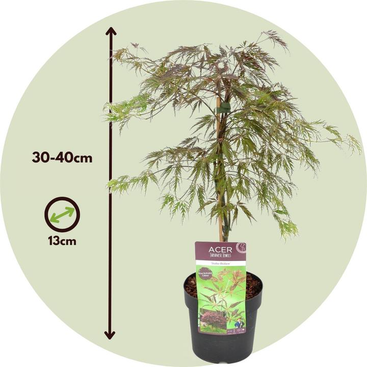 Produktbild Plant in a Box Acer palmatum 'Inaba-shidare' - 2er Set Japanischer Ahorn (30 cm)