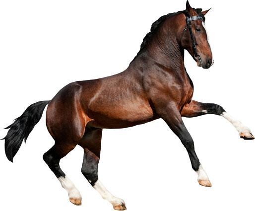 Produktbild Trenddeko Real acting Horse (60 x 49 cm, 40 x 33 cm)