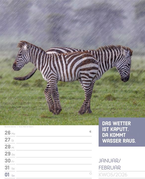 Immagine prodotto Tierisch! Sprüchekalender - Wochenplaner Kalender 2026 (25 x 33 cm, Tedesco)