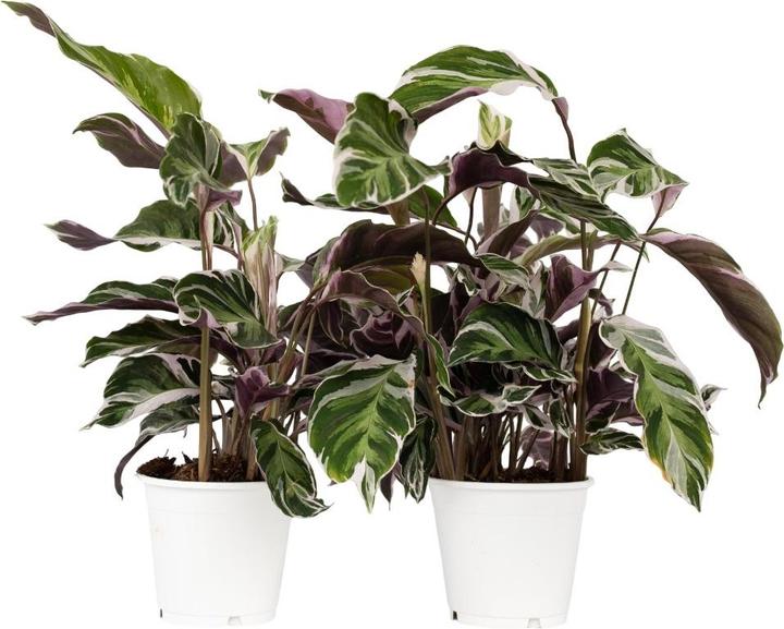 Immagine prodotto Plant in a Box Calathea Lietzei "White Fusion" - Set di 2 cesti Maranthe (30 cm)