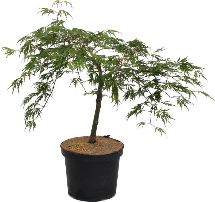 Actual product image Zulauf Japames Maple (40 cm)