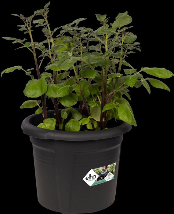 Produktbild Elho Green Basics (33 cm)
