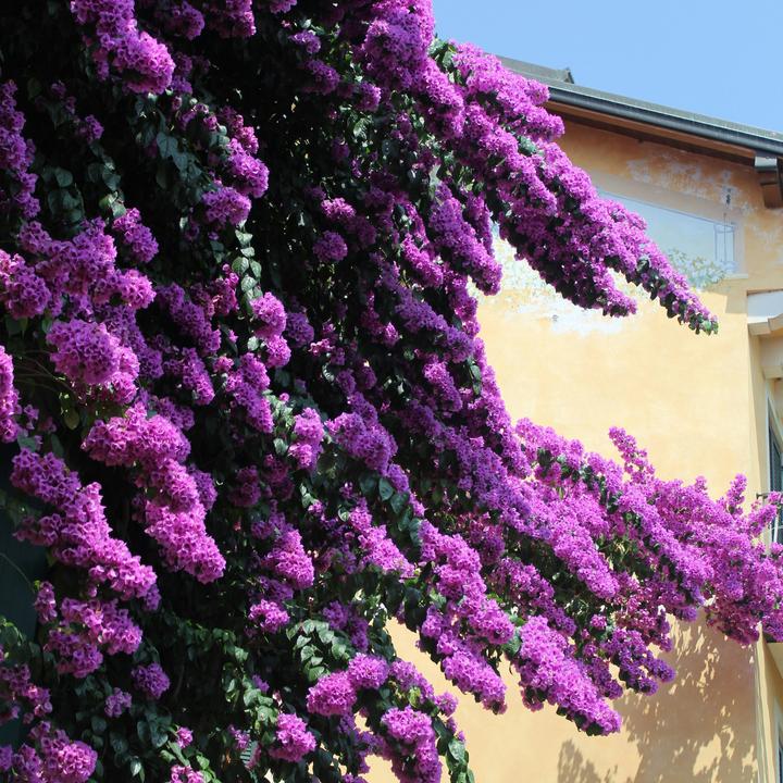 Actual product image Plant in a Box Bougainvillea 'Alexandra' - (50 cm)