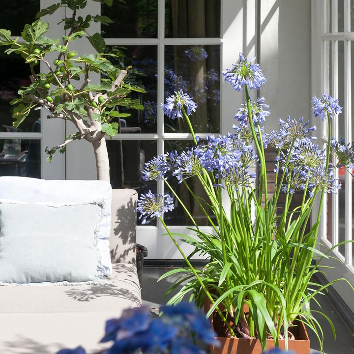 Actual product image Plant in a Box Agapanthus - set of 6 (10 cm)
