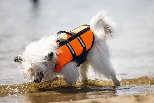 Actual product image Karlie Aqua-top (XS, Dog life jacket)