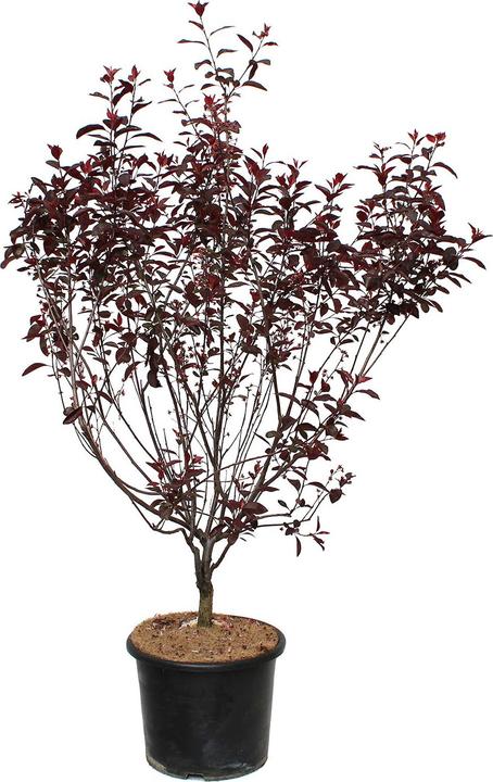 Image du produit Zulauf Zwerg-Blut-Pflaume / Prunus cistena (125 cm)