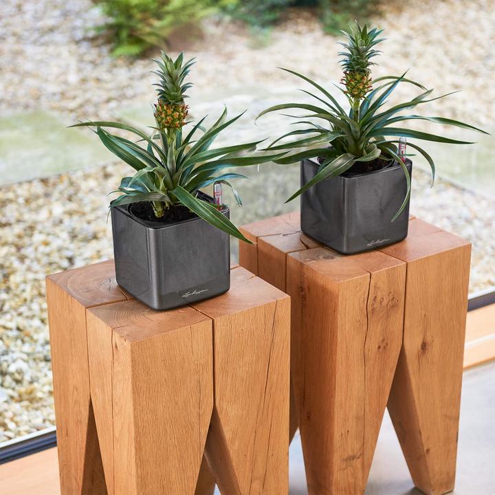 Image du produit Lechuza Cube Glossy 14 (14 cm)
