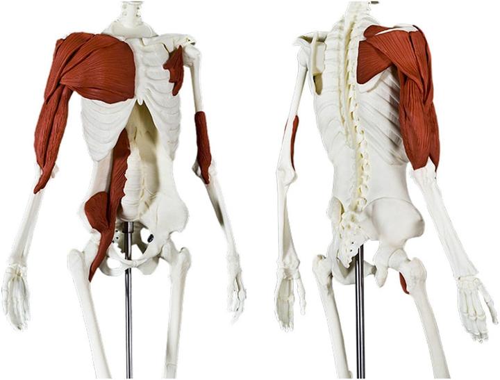 Actual product image Balanced Body Anatomy 3D Starter Kit Skeleton, tool & modelling clay