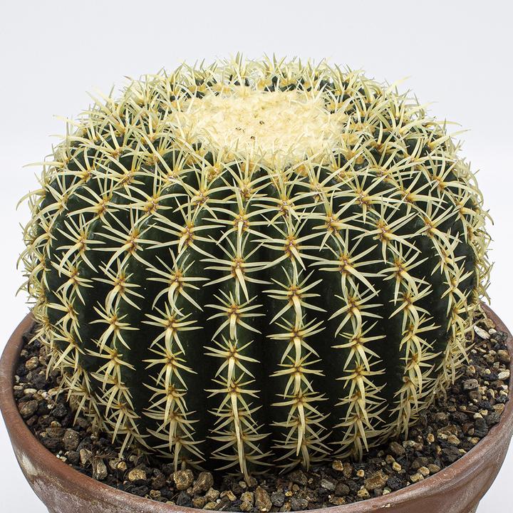 Immagine prodotto Kakteen Gautschi Echinocactus grusonii brevispinus (20 cm)