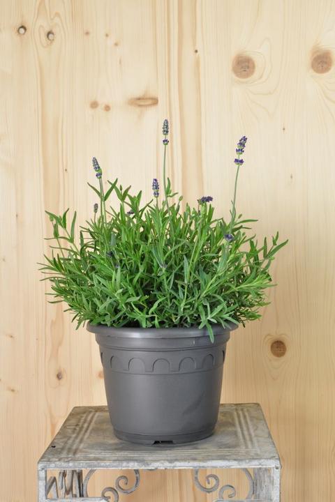 Produktbild Säntispracht Der mediterrane duft Lavendel - Lavendula (40 cm)