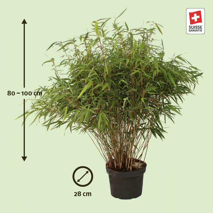 Actual product image Zulauf Garden Bamboo (100 cm)