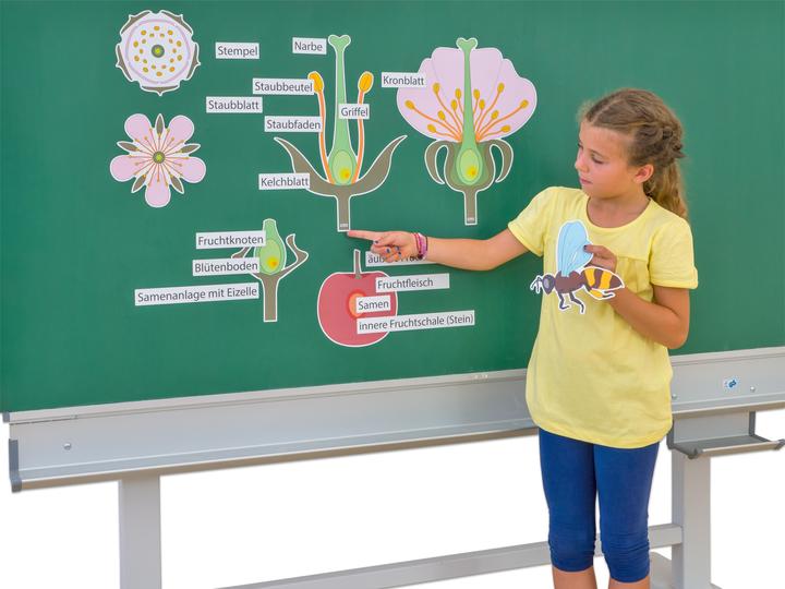 Produktbild Betzold Set: Die Kirschblüte (Deutsch)