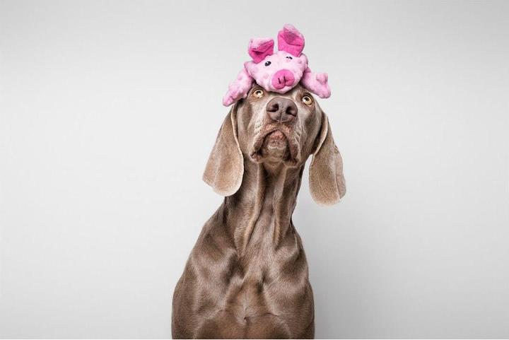 Immagine prodotto Gloria Hundespielzeug Dogmonsters Rosa Schwein 34 x 9 cm (Cane di peluche)