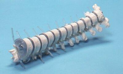 Actual product image Erler Zimmer Erler room thoracic spine (Plastic)