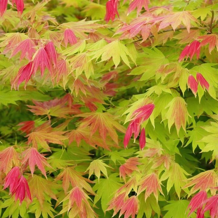 Immagine prodotto Plant in a Box Acer palmatum 'Moonrise' - Acero giapponese (90 cm)
