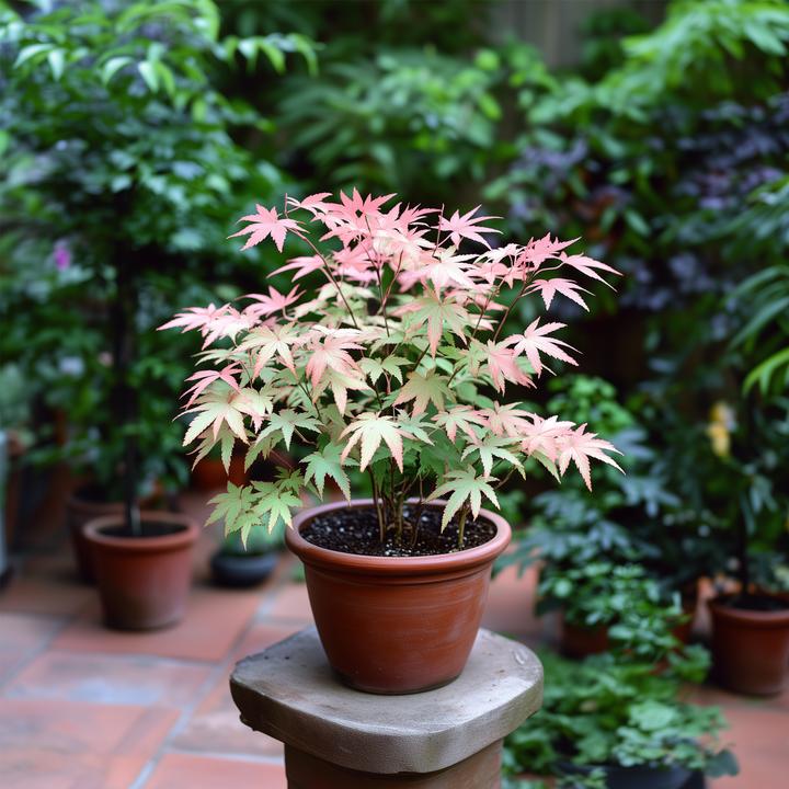 Image du produit Plant in a Box Acer Palmatum 'Taylor' - 2er Set Ahornbäume (50 cm)