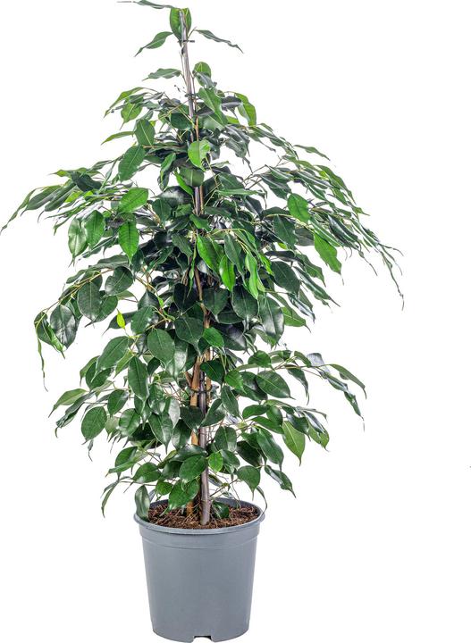 Produktbild Flowerbox Birkenfeige - Ficus benjamini (110 cm)