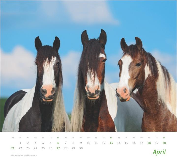 Produktbild Pferde Bildkalender 2024. Tierkalender für Pferdefreunde. Kalender mit spektakulären Fotos edler Pfe (Harter Einband, Deutsch)