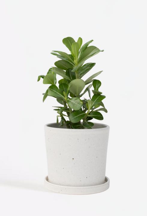 Image du produit Plant in a Box Adenium Obesum - Rose du désert (25 cm)