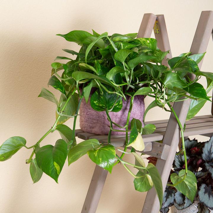 Actual product image VEG and the City Firat (Ivy Epipremnum aureum) (20 cm)