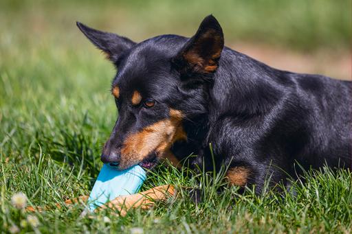 Produktbild Beeztees Fill-n-Freeze (Kauspielzeug Hund)