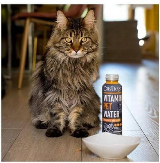 Actual product image Cats Dogs Vitamin Pet Water (500ml) (Senior, 6 pcs., 3000 g)
