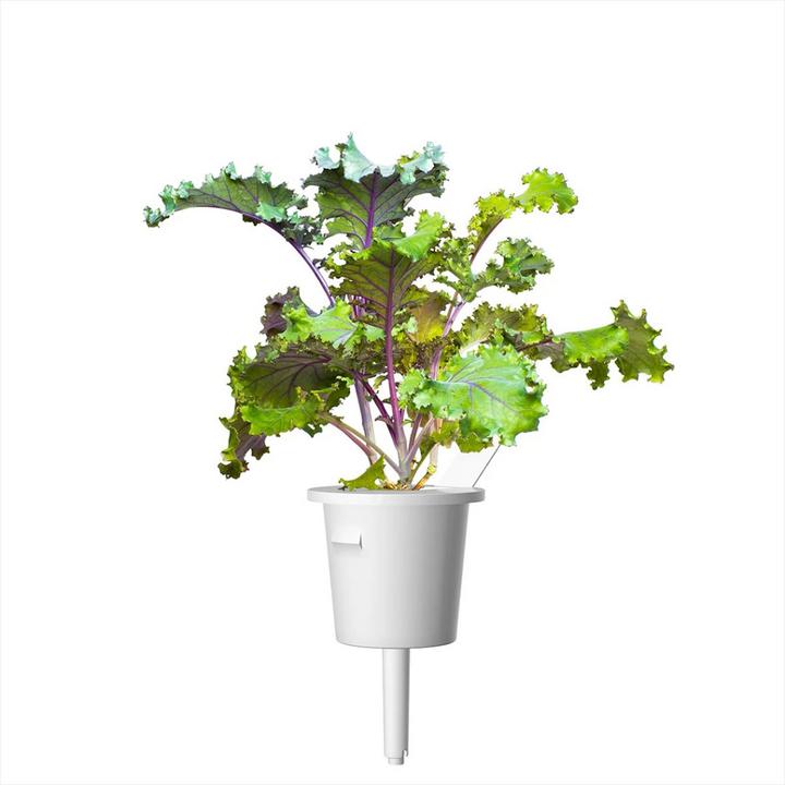 Actual product image Click and Grow Red cabbage (Vegetable seeds)