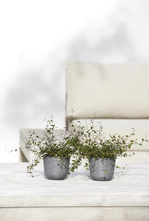 Actual product image Ecopots Oslo Mini (16 cm)