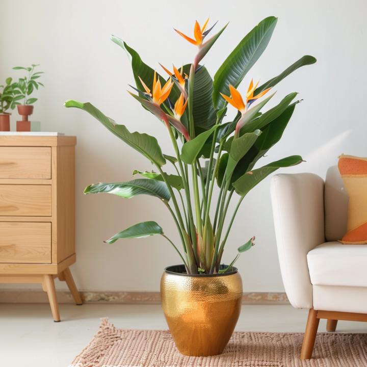 Actual product image Plant in a Box Strelitzia Reginea - Bird of paradise plant - With flower (80 cm)