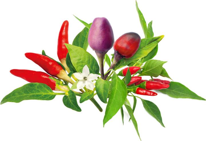 Actual product image Click and Grow Click & Grow Plant Pod Chilli Pepper Mix (Plant seeds)