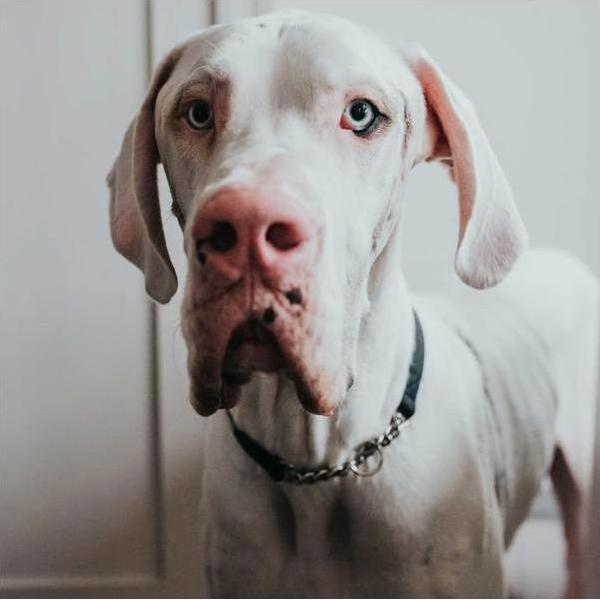Image du produit Hunter Collier avec chaîne Aalborg (45, Chien)